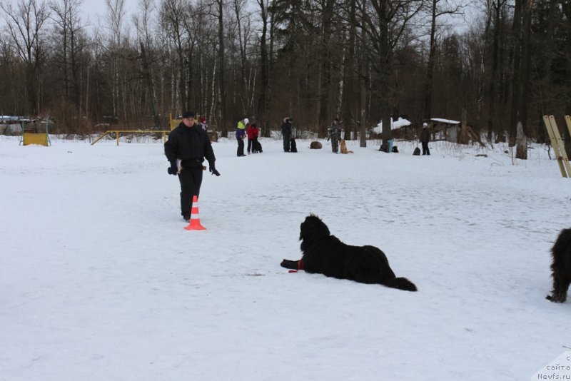 Фото: ньюфаундленд Sent Djons Larel Leolanda (Сент Джонс Ларель Леоланда), Леонид