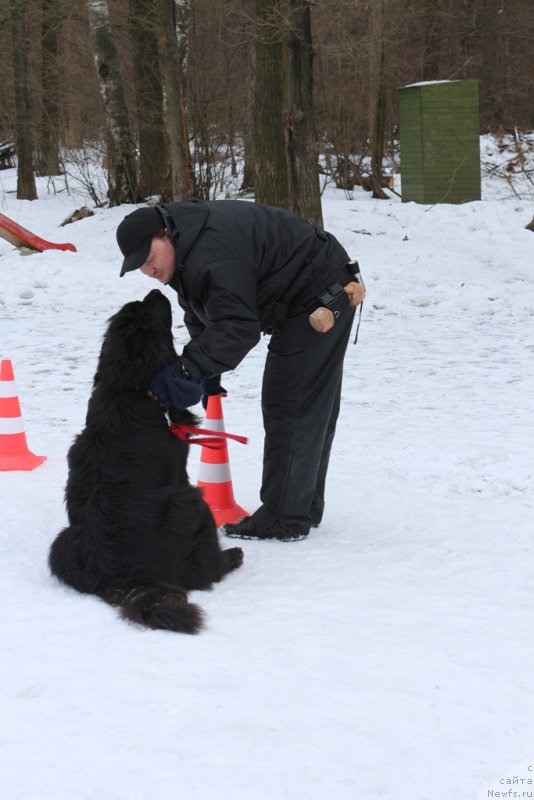 Фото: ньюфаундленд Sent Djons Larel Leolanda (Сент Джонс Ларель Леоланда), Леонид