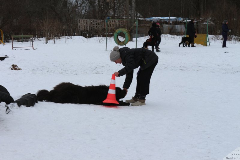 Фото: Elena Bogdanova (Елена Богданова), ньюфаундленд Angel Khranitel Gruffidd (Ангел Хранитель Граффидд)