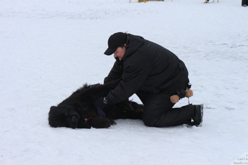 Фото: ньюфаундленд Sent Djons Larel Leolanda (Сент Джонс Ларель Леоланда), Леонид