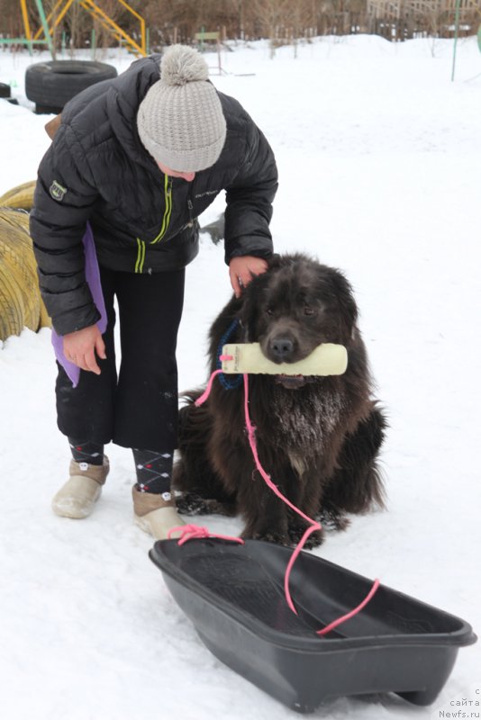 Фото: Elena Bogdanova (Елена Богданова), ньюфаундленд Angel Khranitel Gruffidd (Ангел Хранитель Граффидд)