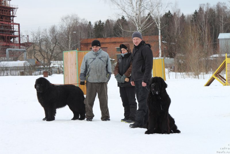 Фото: ньюфаундленд Ermak s Berega Dona (Ермак с Берега Дона), Александр, Aleksandra Fetisova (Александра Фетисова), Игорь, ньюфаундленд Egor s Berega Dona (Егор с Берега Дона)