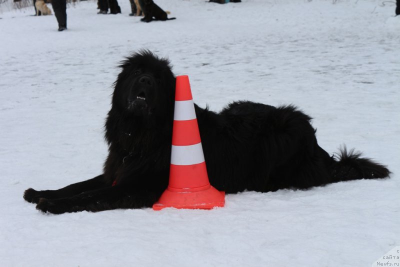 Фото: ньюфаундленд Sent Djons Larel Leolanda (Сент Джонс Ларель Леоланда)