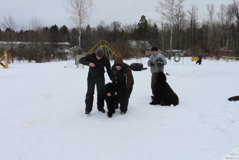 Фото: Игорь, ньюфаундленд Egor s Berega Dona (Егор с Берега Дона)