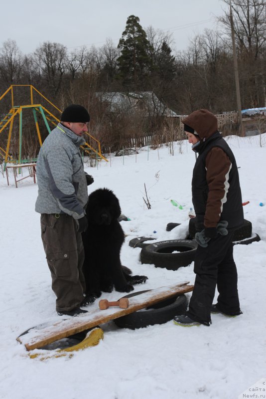 Фото: Александр, ньюфаундленд Ermak s Berega Dona (Ермак с Берега Дона), Aleksandra Fetisova (Александра Фетисова)