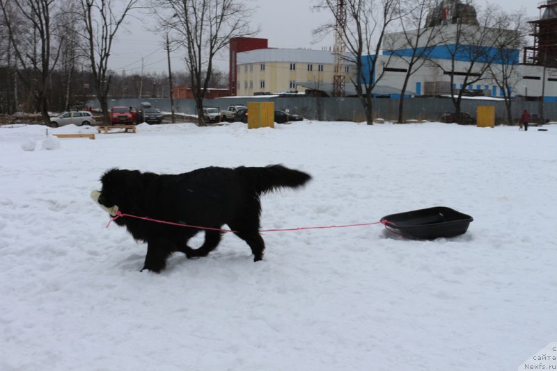Фото: ньюфаундленд Sent Djons Larel Leolanda (Сент Джонс Ларель Леоланда)
