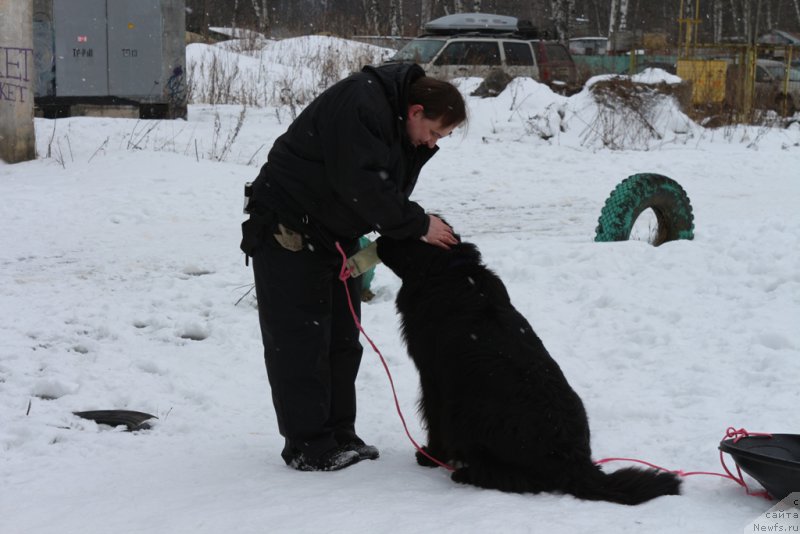 Фото: ньюфаундленд Sent Djons Larel Leolanda (Сент Джонс Ларель Леоланда), Леонид