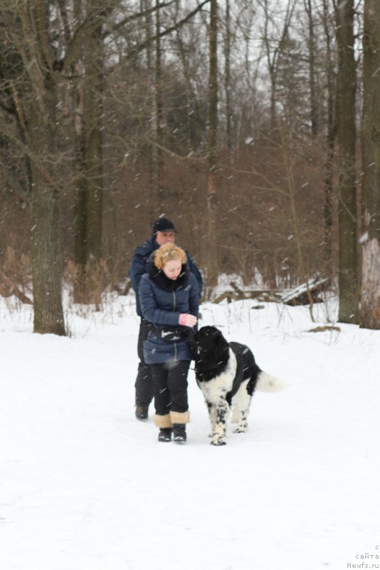 Фото: ньюфаундленд Angels Keeper Nibelung (Энджелс Кипер Нибелунг), Ольга