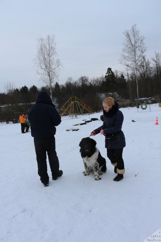 Фото: ньюфаундленд Angels Keeper Nibelung (Энджелс Кипер Нибелунг), Ольга