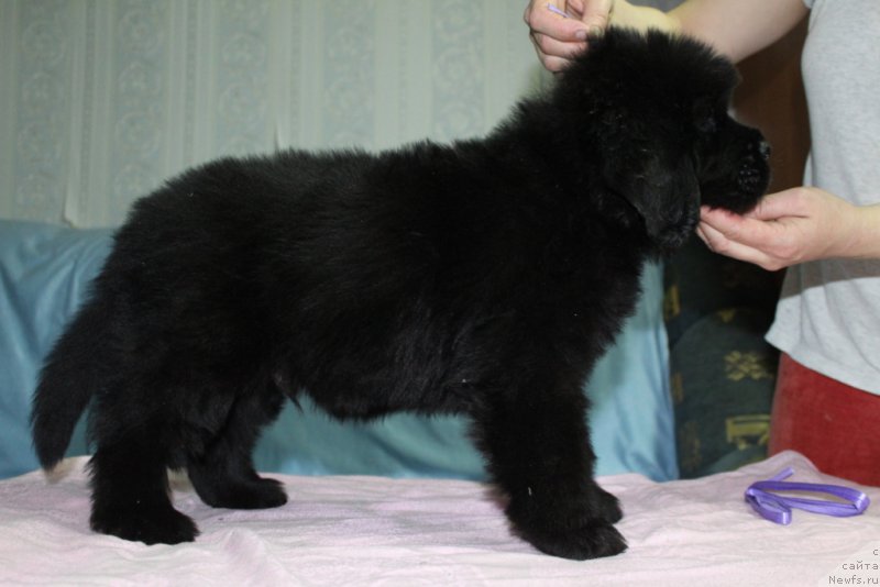 Фото: ньюфаундленд YEvening viz YU (Эвенинг виз Ю)