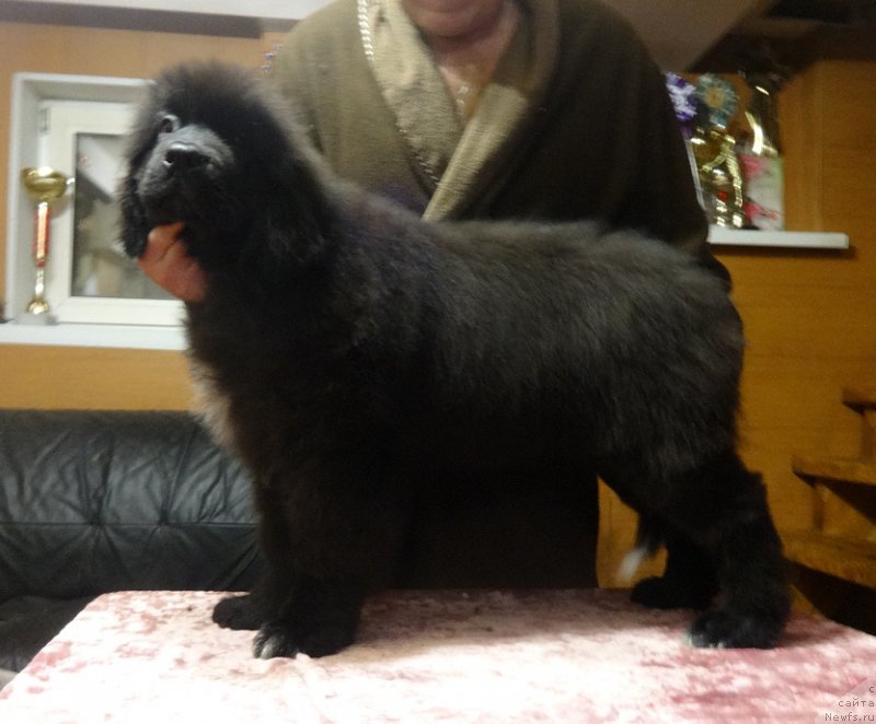 Фото: ньюфаундленд N'yufort Jivanshi (Ньюфорт Живанши)