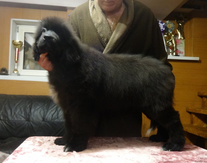 Фото: ньюфаундленд N'yufort Jivanshi (Ньюфорт Живанши)