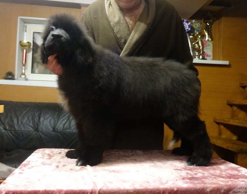 Фото: ньюфаундленд N'yufort Jivanshi (Ньюфорт Живанши)