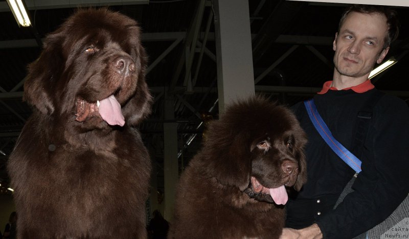 Фото: ньюфаундленд Funnewf Atlantika (Фанньюф Атлантика), ньюфаундленд I Follow The Sun de L'Etoile de Cyrice