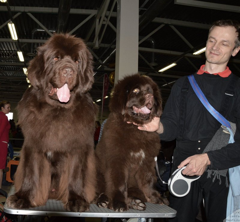 Фото: ньюфаундленд Funnewf Atlantika (Фанньюф Атлантика), ньюфаундленд I Follow The Sun de L'Etoile de Cyrice