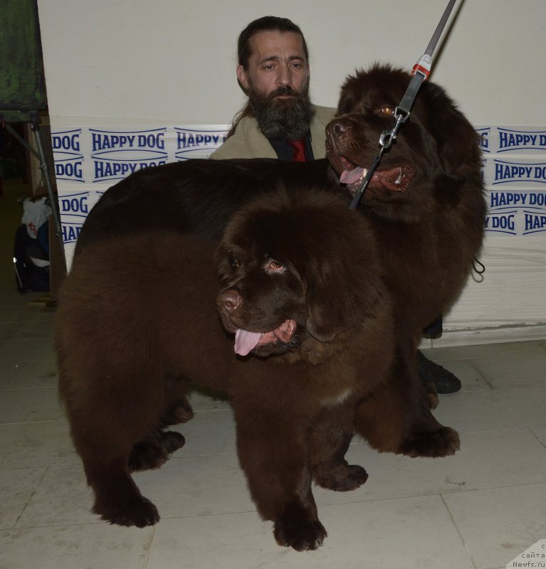 Фото: ньюфаундленд Funnewf Atlantika (Фанньюф Атлантика), ньюфаундленд I Follow The Sun de L'Etoile de Cyrice