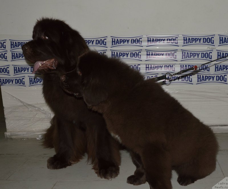 Фото: ньюфаундленд Funnewf Atlantika (Фанньюф Атлантика), ньюфаундленд I Follow The Sun de L'Etoile de Cyrice