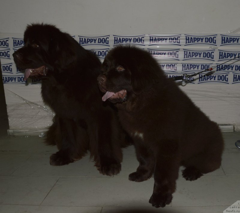 Фото: ньюфаундленд Funnewf Atlantika (Фанньюф Атлантика), ньюфаундленд I Follow The Sun de L'Etoile de Cyrice