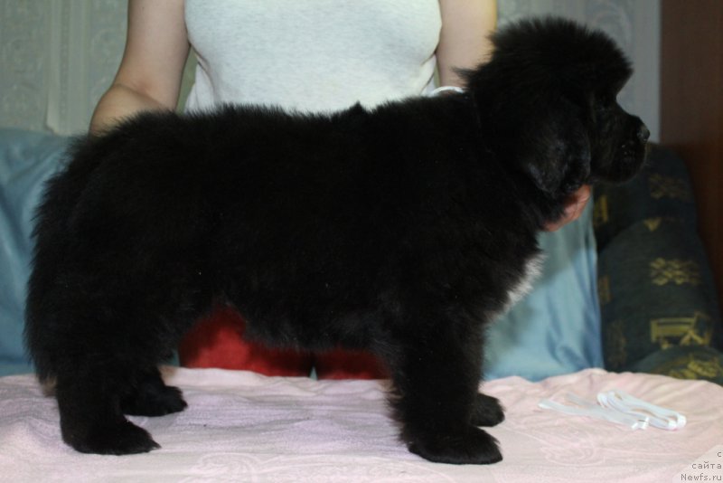 Фото: ньюфаундленд YEklips Mun (Эклипс Мун)