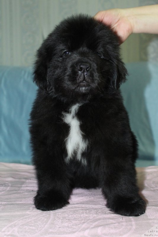 Фото: ньюфаундленд YEklips Mun (Эклипс Мун)