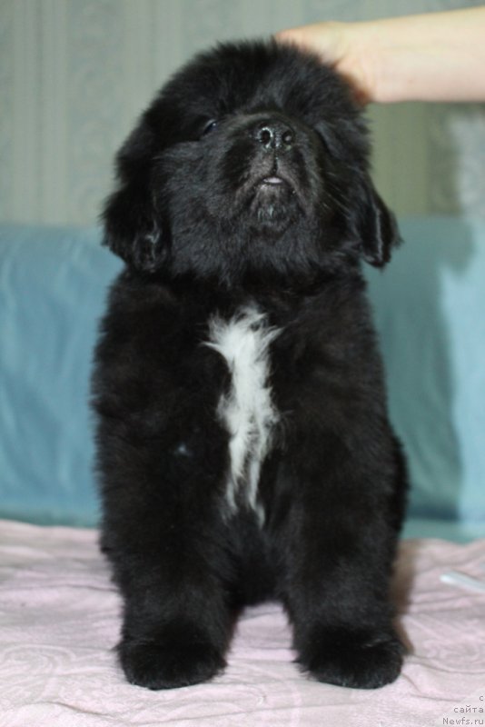 Фото: ньюфаундленд YEklips Mun (Эклипс Мун)