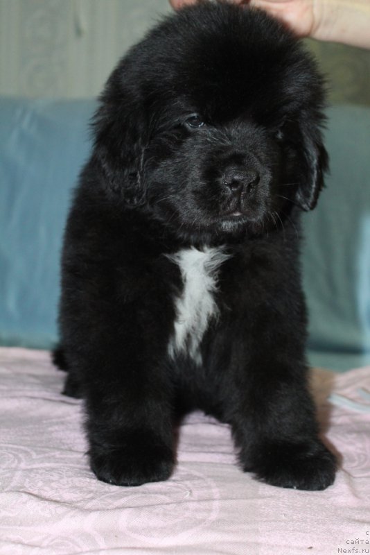 Фото: ньюфаундленд YEklips Mun (Эклипс Мун)