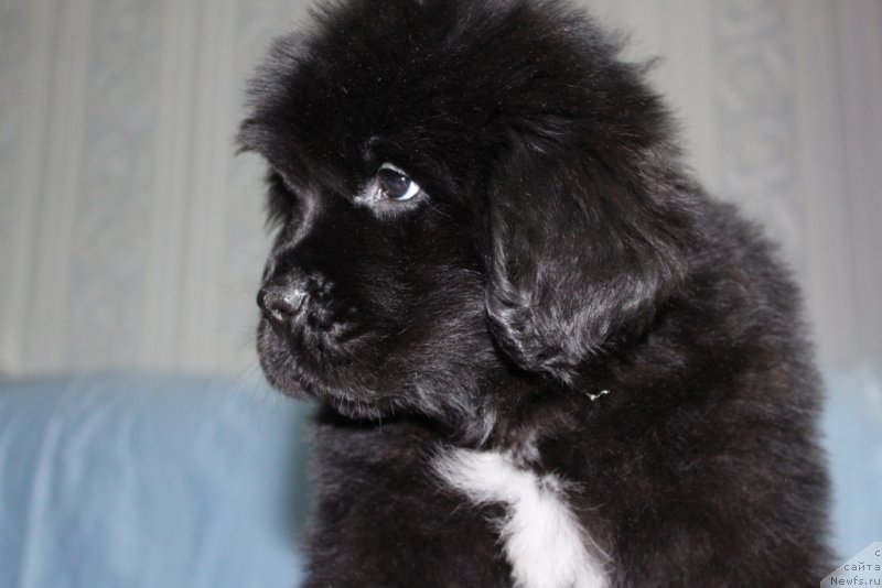 Фото: ньюфаундленд YEklips Mun (Эклипс Мун)