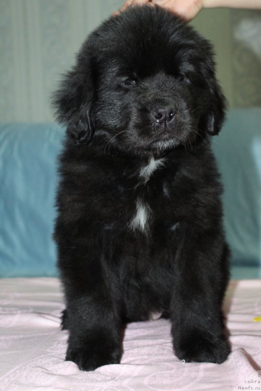 Фото: ньюфаундленд YEkselent B'yuti (Экселент Бьюти)