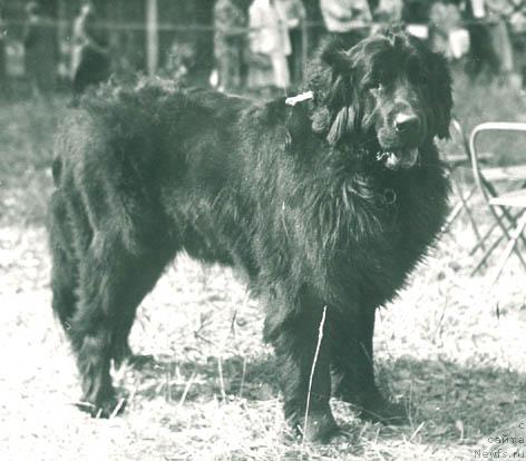 Фото: ньюфаундленд Erdjina Elina (Ерджина Елина)