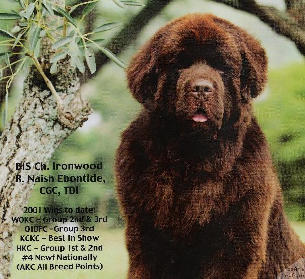 Фото: ньюфаундленд Ironwoods R. Naish Ebontide