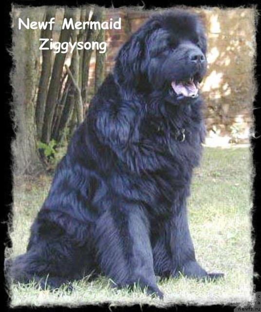 Фото: ньюфаундленд Newf Mermaid Ziggysong