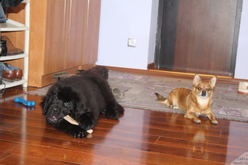 Фото: ньюфаундленд YEvening viz YU (Эвенинг виз Ю)