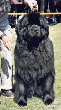 Фото: ньюфаундленд Leo vom Riesrand