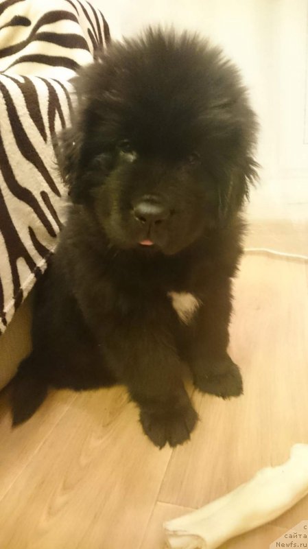 Фото: ньюфаундленд YEkvals ze Best (Эквалс зе Бест)