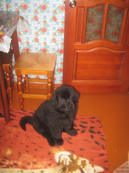 Фото: ньюфаундленд YEnergi Okean (Энерги Океан)