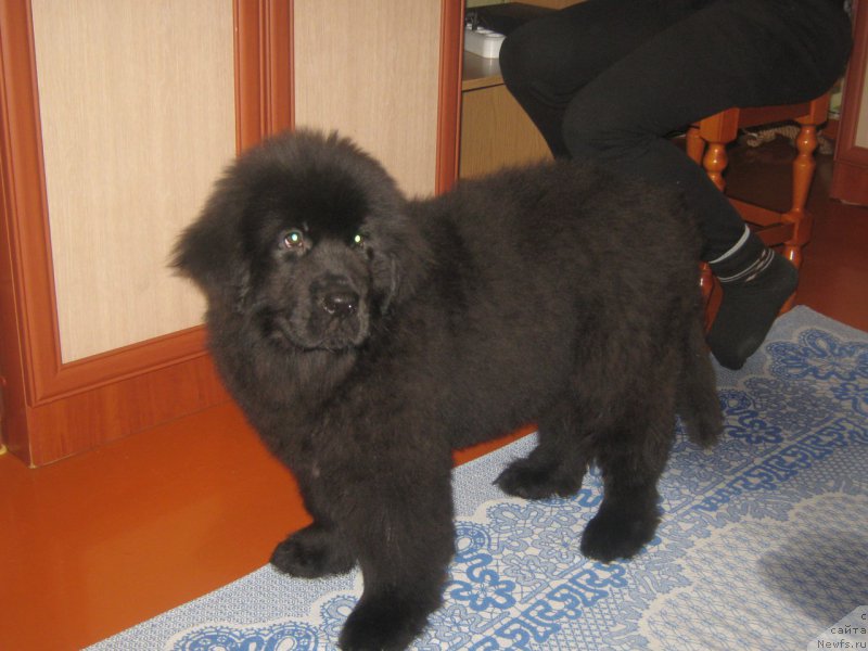 Фото: ньюфаундленд YEnergi Okean (Энерги Океан)