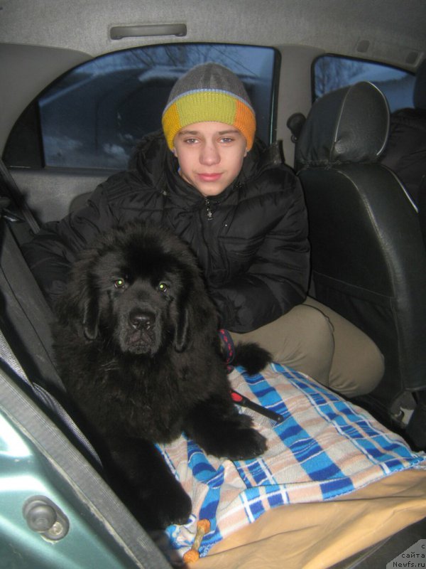 Фото: ньюфаундленд YEnergi Okean (Энерги Океан)