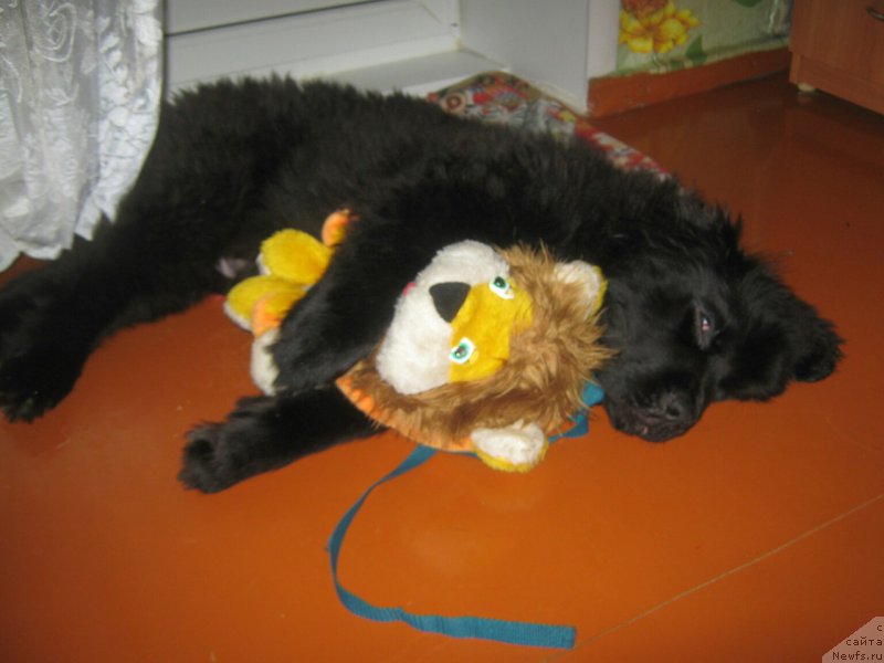 Фото: ньюфаундленд YEnergi Okean (Энерги Океан)