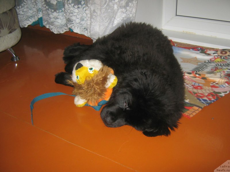 Фото: ньюфаундленд YEnergi Okean (Энерги Океан)