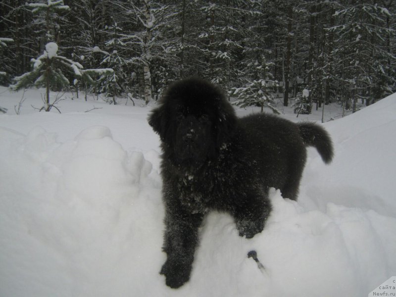 Фото: ньюфаундленд YEnergi Okean (Энерги Океан)