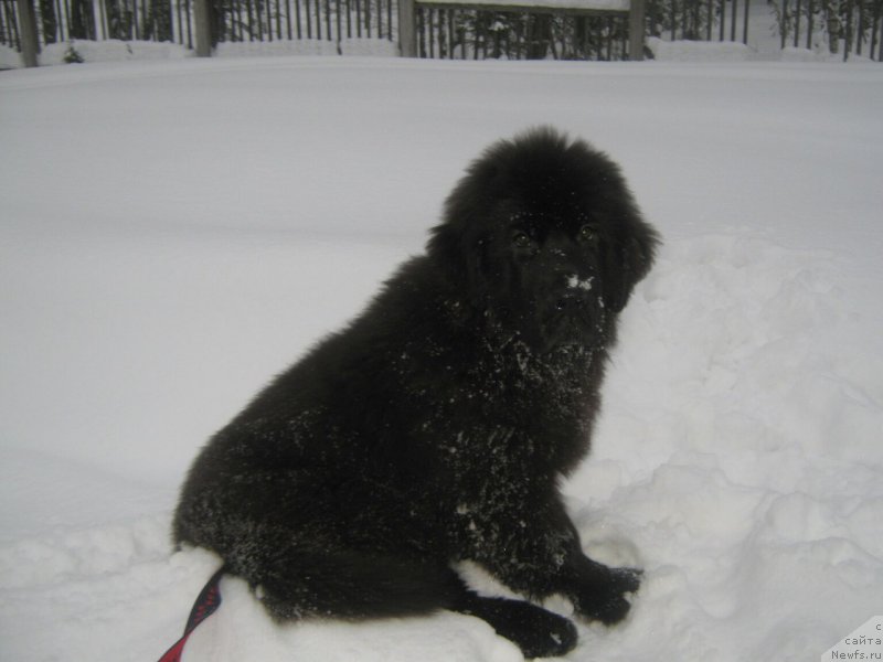 Фото: ньюфаундленд YEnergi Okean (Энерги Океан)