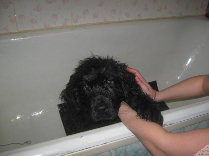 Фото: ньюфаундленд YEnergi Okean (Энерги Океан)