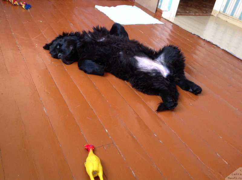 Фото: ньюфаундленд YElegant Ledi (Элегант Леди)