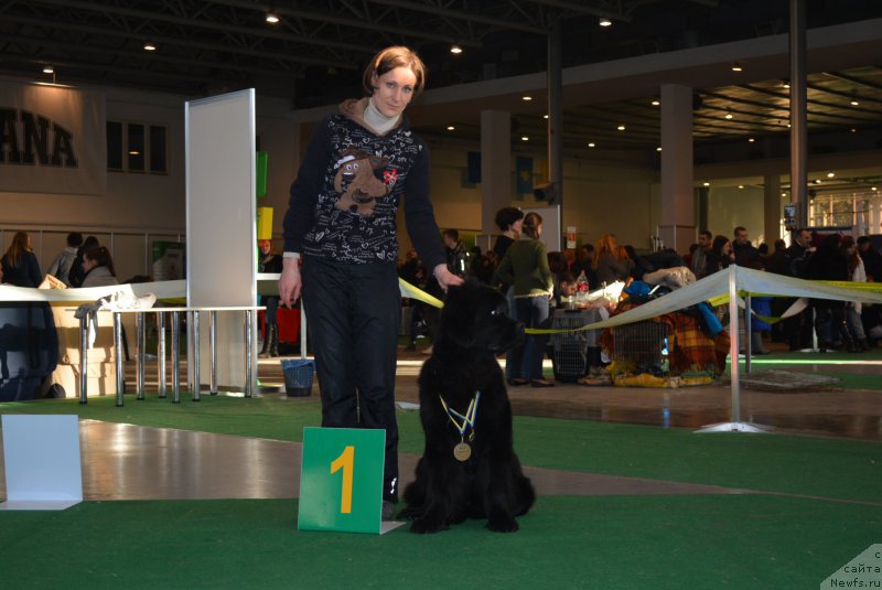 Фото: ньюфаундленд Belkonder-Club Black Baileys (Белкондер-Клаб Блэк Бейлиз), ньюфаундленд Belkonder-Club Black Baileys (Белкондер-Клаб Блэк Бейлиз)