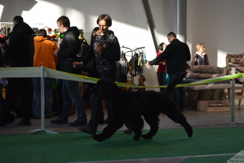 Фото: ньюфаундленд Belkonder-Club Black Baileys (Белкондер-Клаб Блэк Бейлиз)