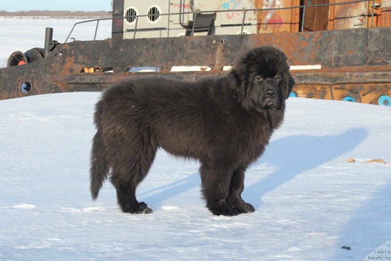 Фото: ньюфаундленд YEkselent B'yuti (Экселент Бьюти)