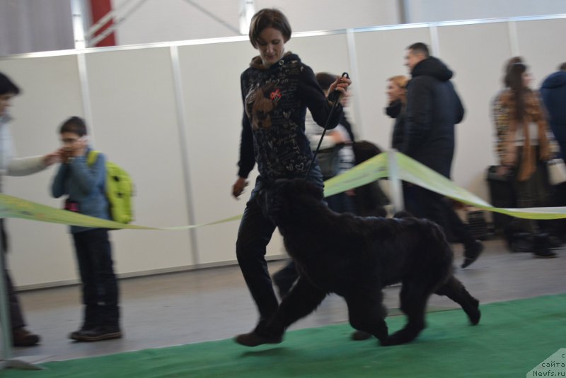 Фото: ньюфаундленд Belkonder-Club Black Baileys (Белкондер-Клаб Блэк Бейлиз)