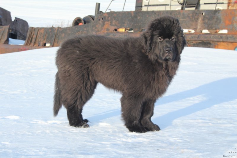 Фото: ньюфаундленд YEkselent B'yuti (Экселент Бьюти)
