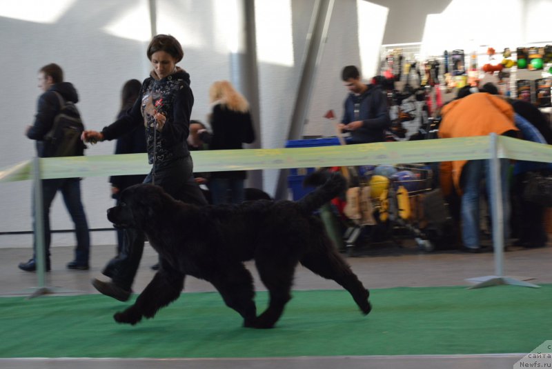 Фото: ньюфаундленд Belkonder-Club Black Baileys (Белкондер-Клаб Блэк Бейлиз)