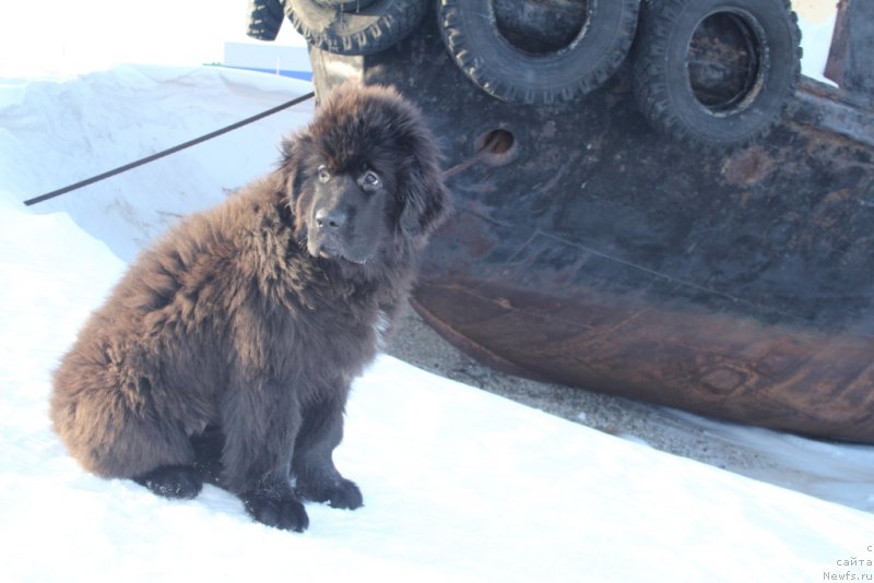 Фото: ньюфаундленд YEkselent B'yuti (Экселент Бьюти)
